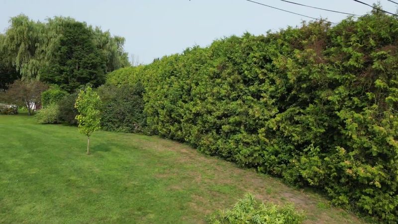 Long curving cedar hedge, freshly trimmed, along a mowed lawn