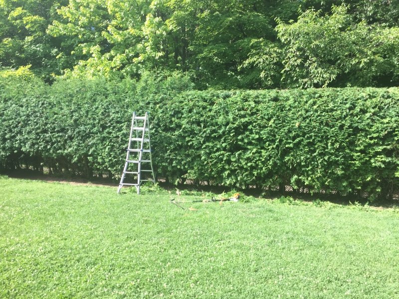 Long, level cedar hedge after trimming