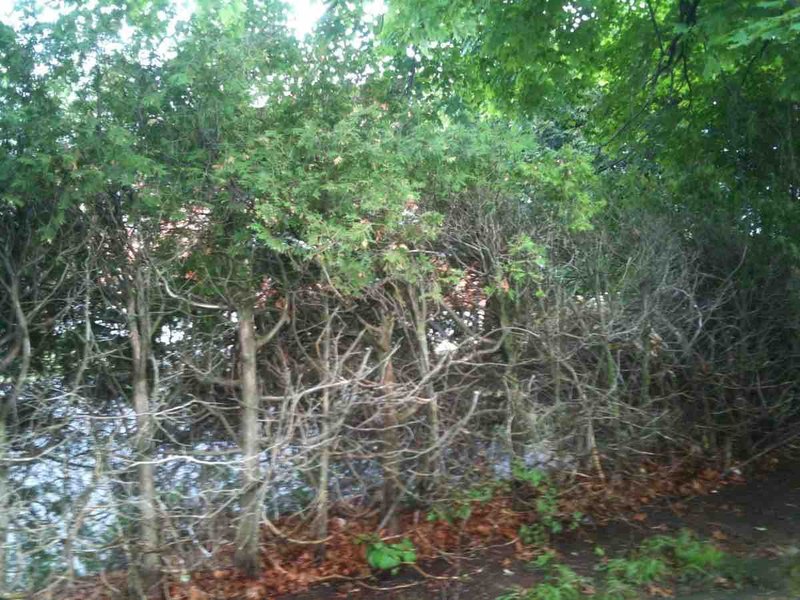 Overgrown, bare-trunked cedar hedge ready for removal