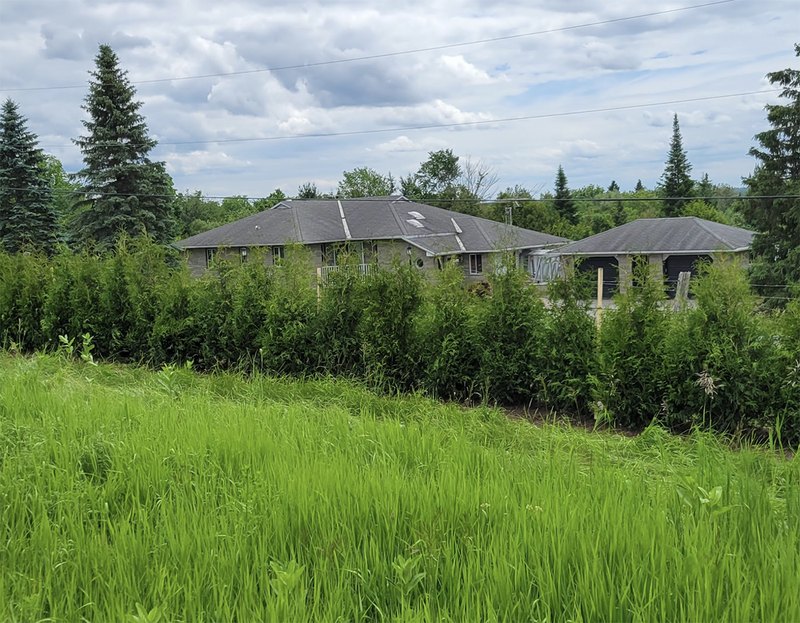 Newly planted row of cedars
