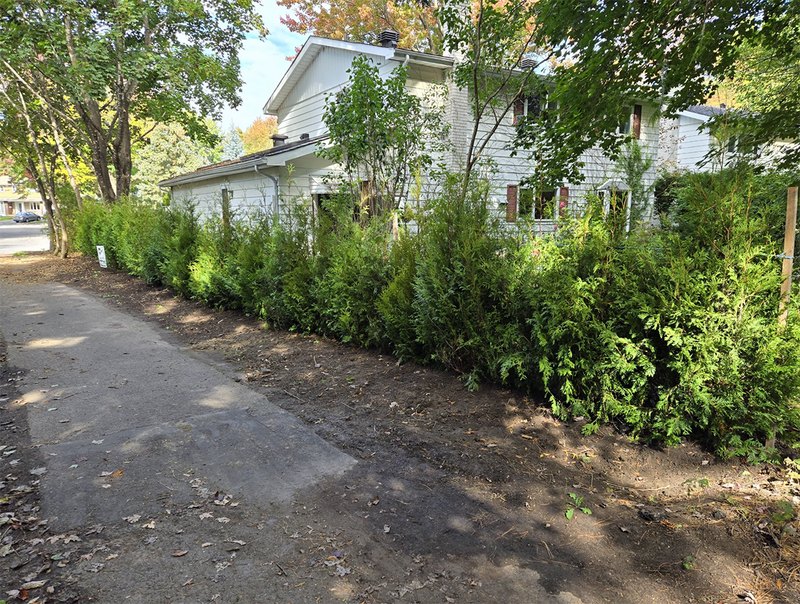 New cedar hedge planted along a driveway