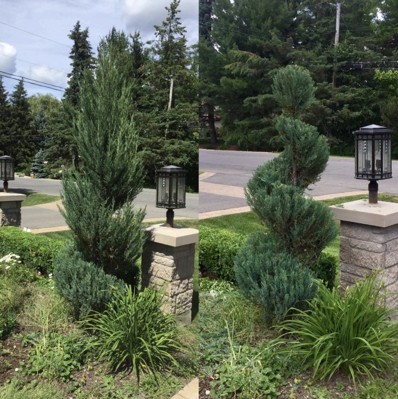 Shaped ornamental evergreens and shrubs
