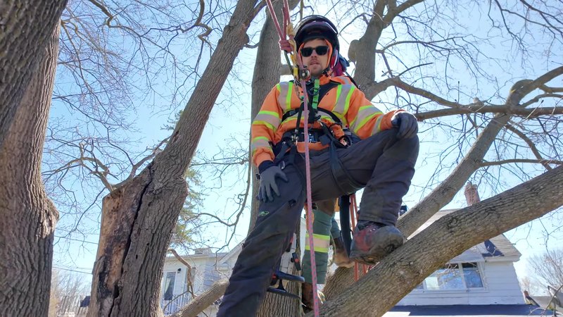 Arborist roped in, pruning a mature tree