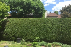 Ottawa Hedge Trimming - Hedge trimming