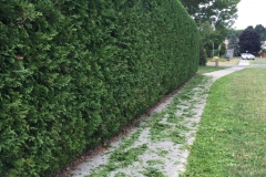 Ottawa Hedge Trimming - Hedge Trimming