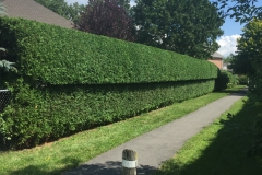 Ottawa Hedge Trimming - Hedge Planting