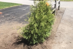 Ottawa Hedge Trimming - Hedge Planting