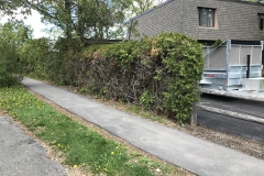 Ottawa Hedge Trimming - Hedge Removal