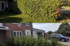 Ottawa Hedge Trimming - Hedge Replacement