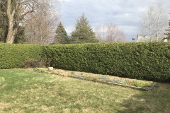 Ottawa Hedge Trimming - Hedge  Trimming