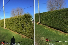 Ottawa Hedge Trimming - Hedge Trimming