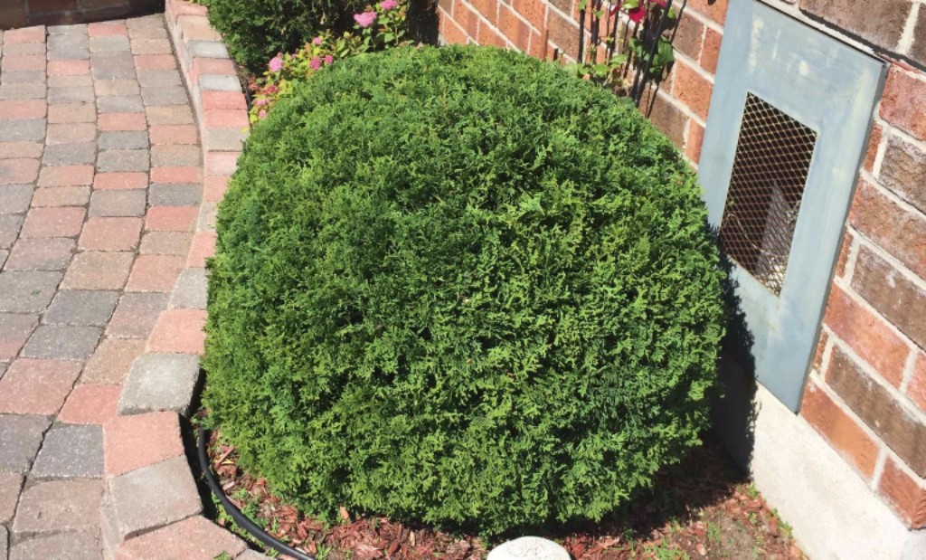 shrubs trimming