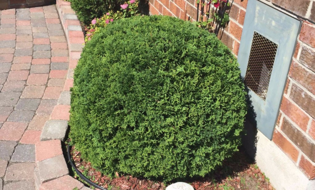 Ottawa Hedge Trimming - Shrub Trimming