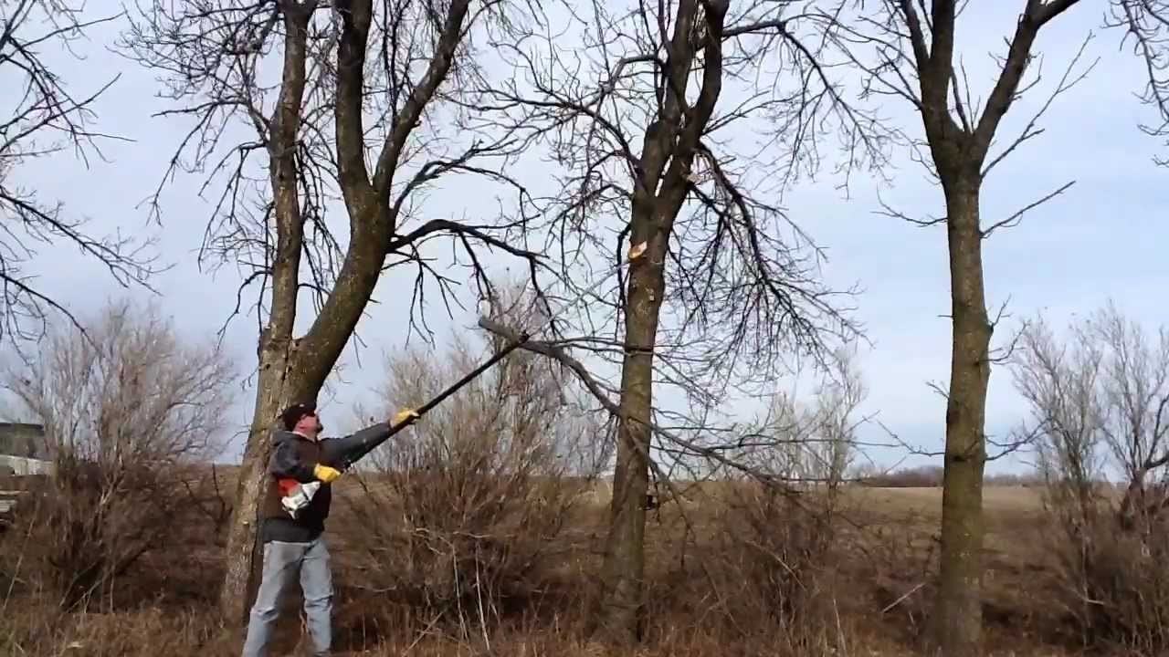 Ottawa Hedge Trimming - Tree Trimming