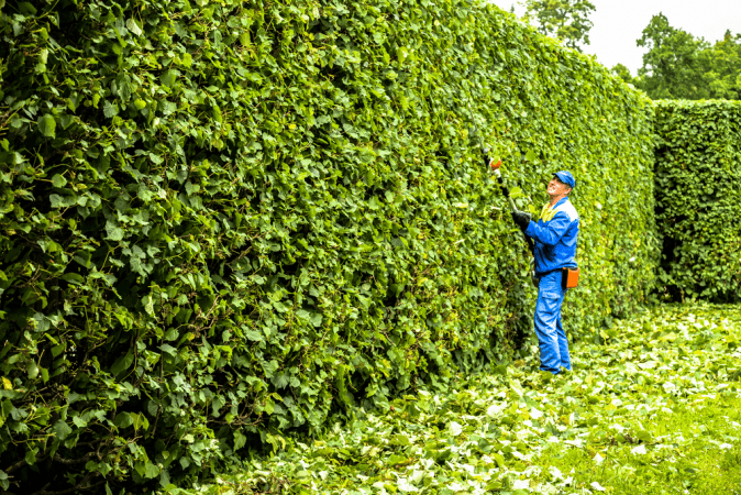 Hedge trimming Ottawa