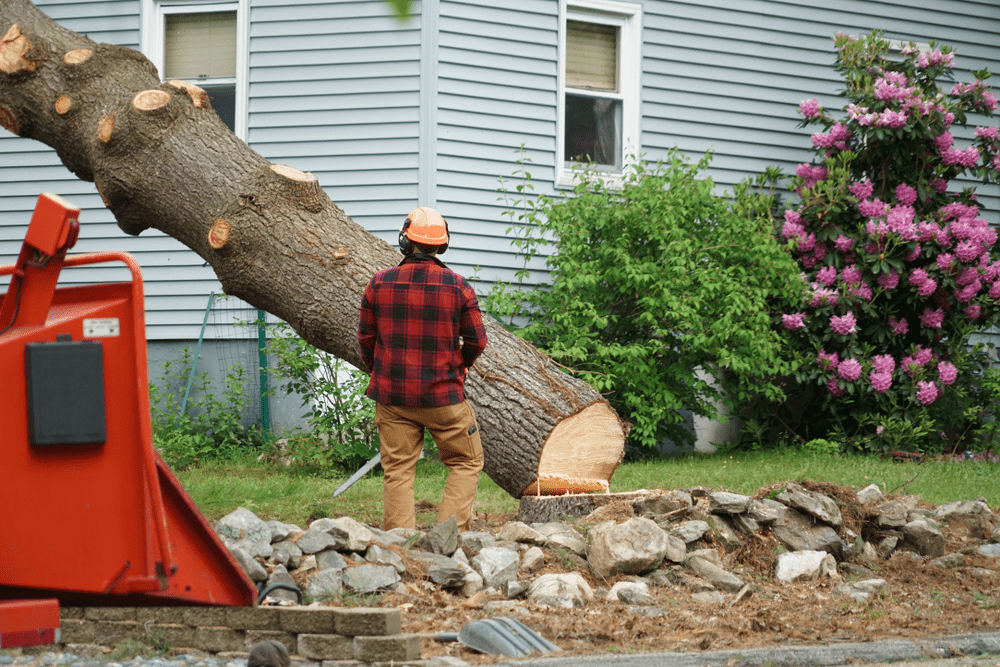 Tree Care Service: A Way to a Healthy Surrounding