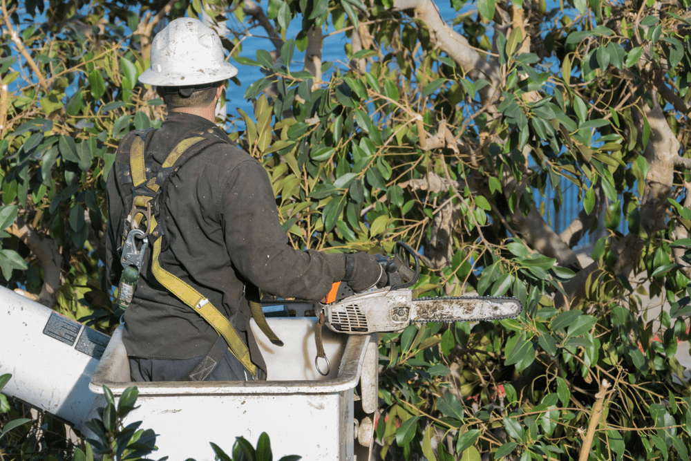 Tree trimming Ottawa