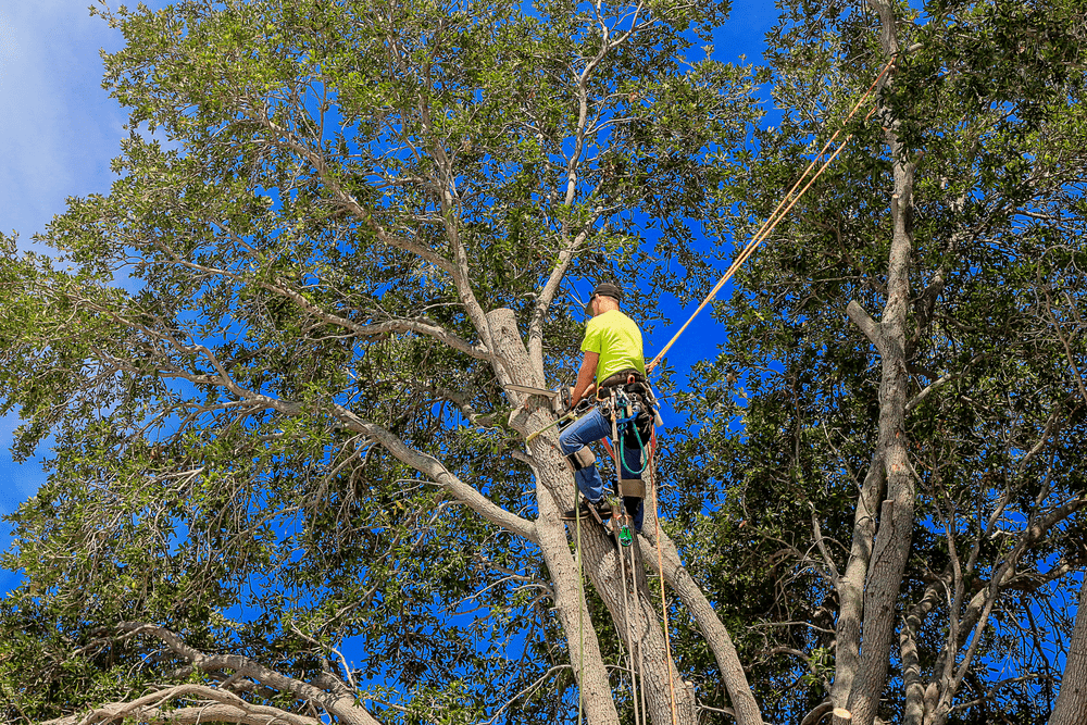 Tree cutting service Ottawa