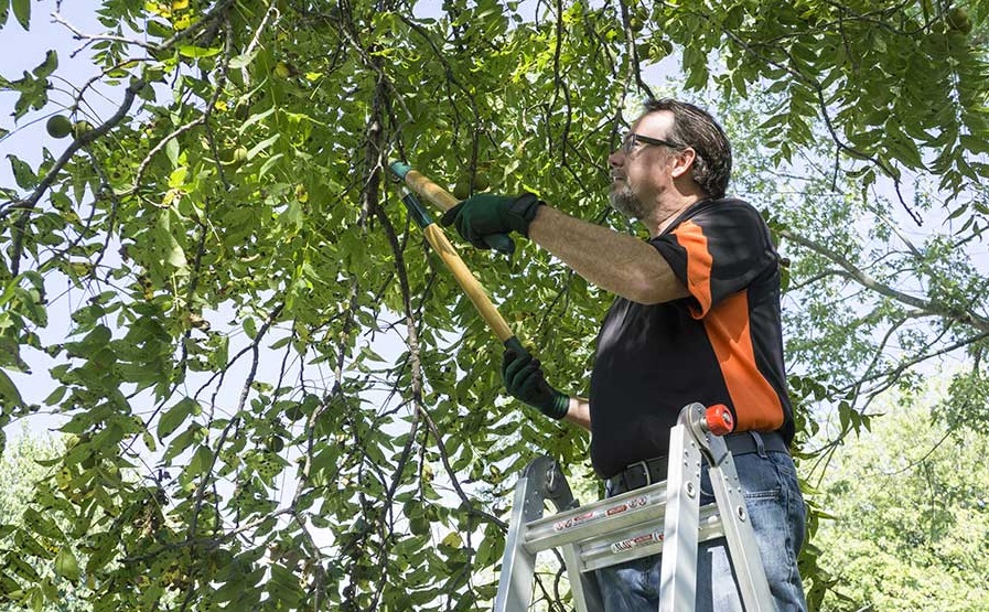 tree trimming ottawa