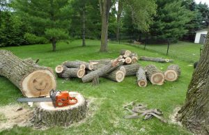 tree removal in Ottawa