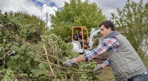 emergency tree removal in Ottawa