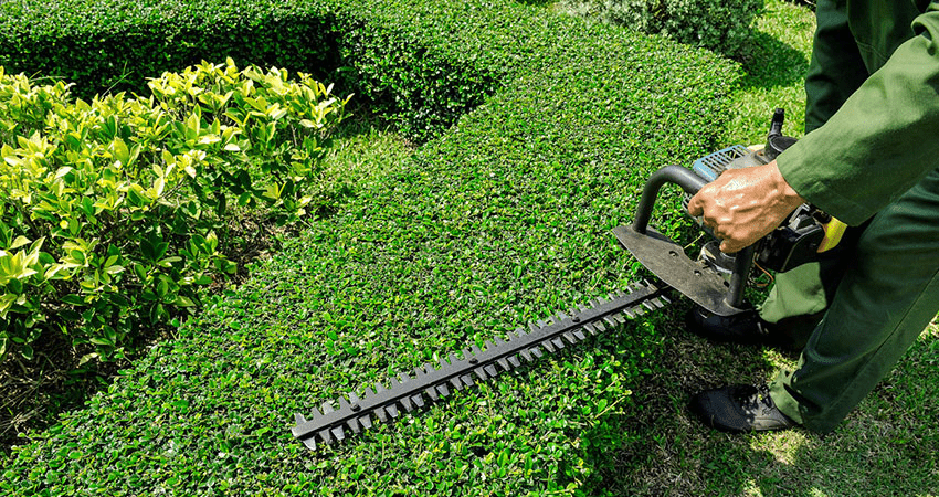 Ottawa Hedge Trimming