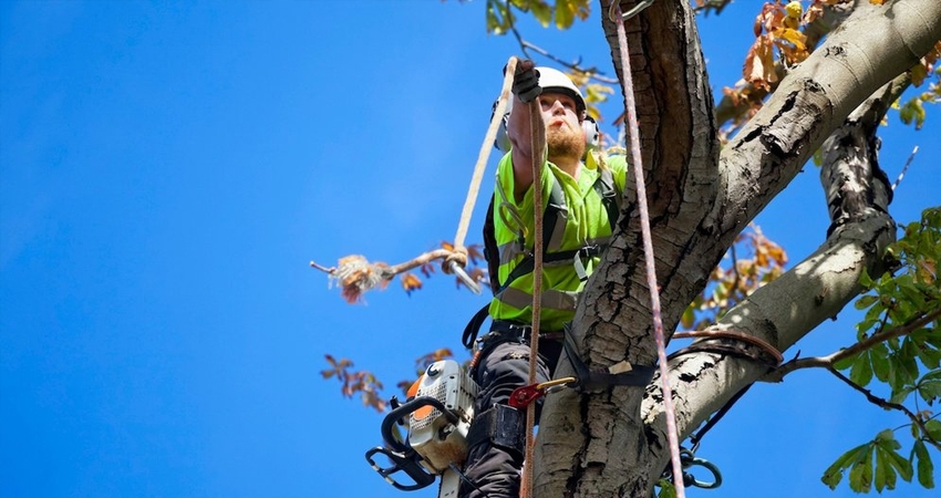 tree trimming services in Ottawa 