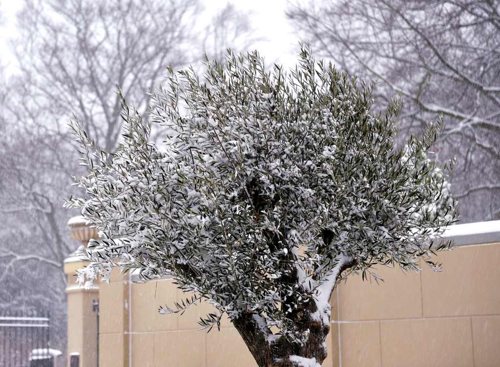 winter dieback