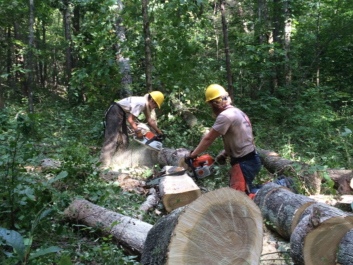 tree removal