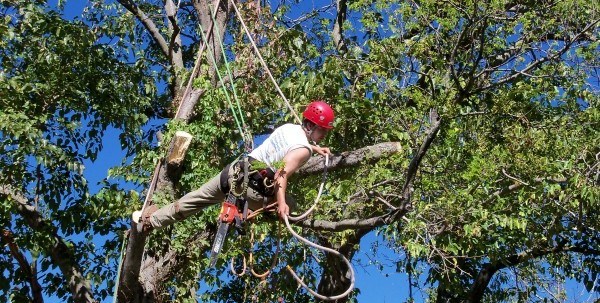 TreeTrimming