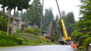 Tree_Removal