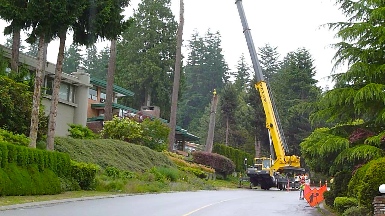 Stump Removal