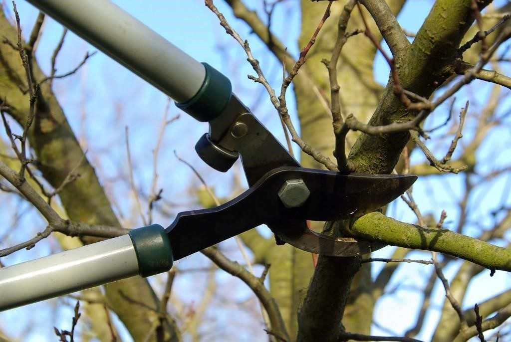 tree-pruning