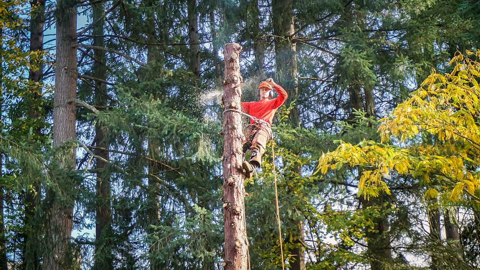 tree-service