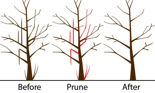 Maple Tree Pruning Diagram