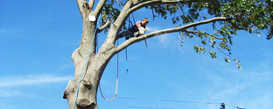 Tree_Experts_tree_trimming