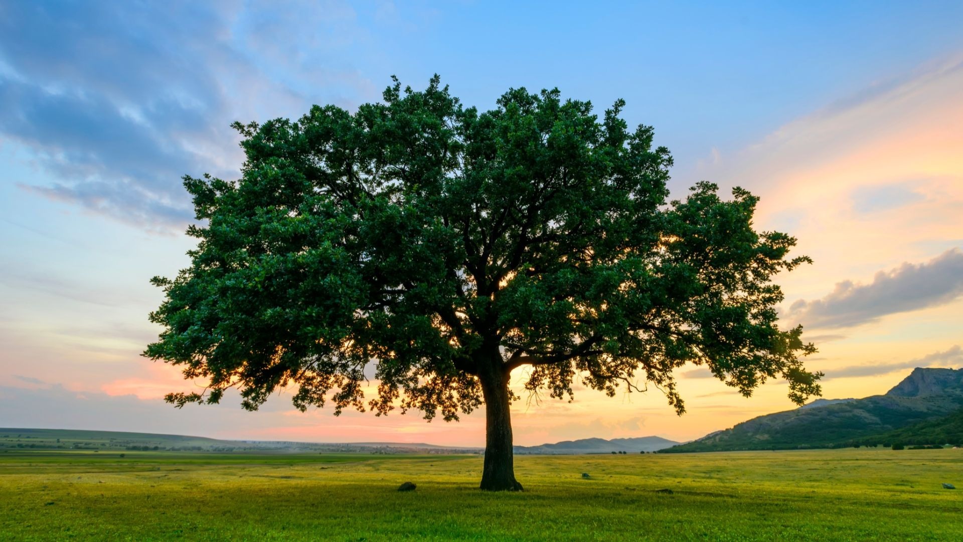 How To Choose Right Tree for Your Yard