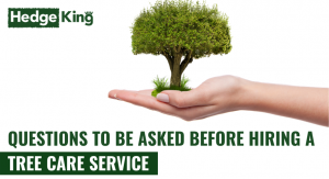 QUESTIONS TO BE ASKED BEFORE HIRING A TREE CARE SERVICE