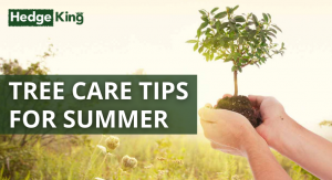 TREE CARE TIPS FOR SUMMER