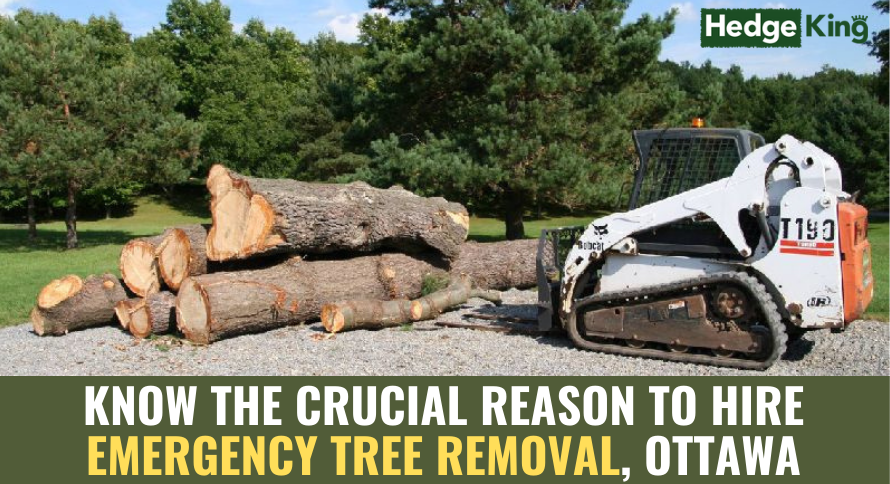 KNOW THE CRUCIAL REASON TO HIRE EMERGENCY TREE REMOVAL, OTTAWA