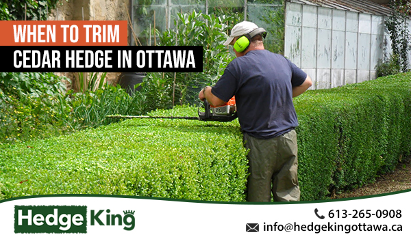 When to Trim Cedar Hedge in Ottawa