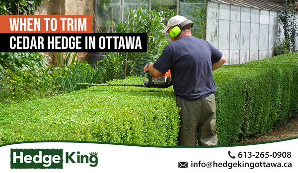 When To Trim Cedar Hedge In Ottawa Hedge King