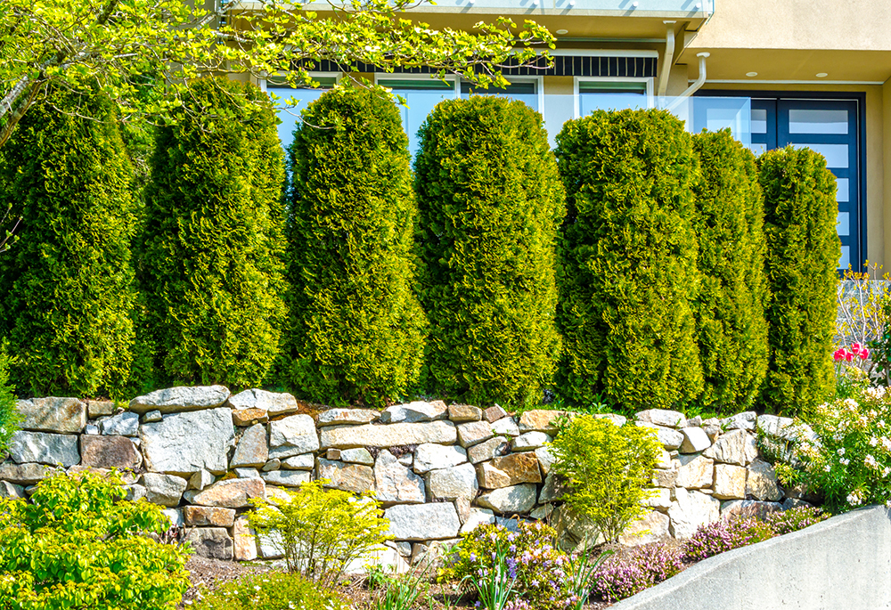 Hedge Trimming