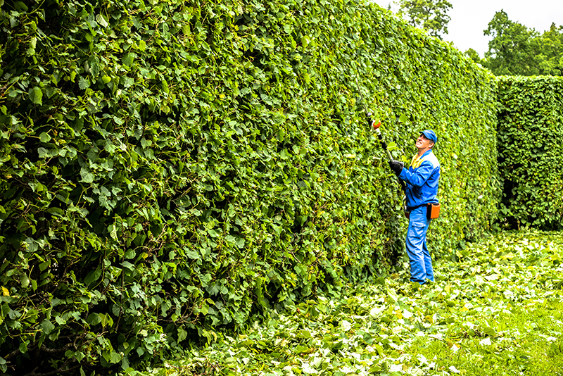 Hedge Trimming 101: Techniques and Tips for Perfectly Sculpted