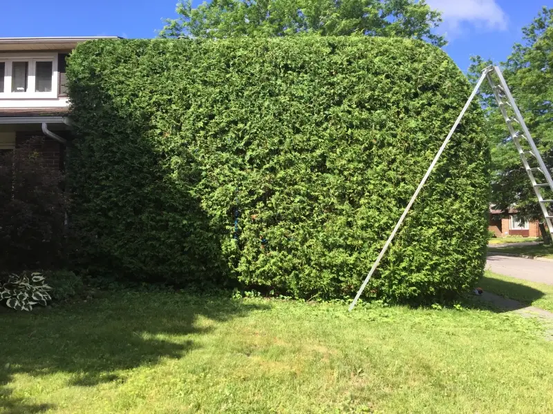 Hedge King recent work 1