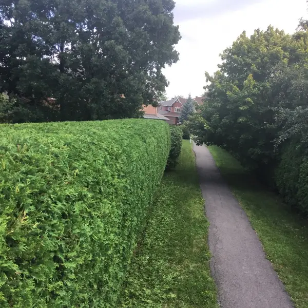 Cedar hedge trimmed by Hedge King near Greely, Ottawa