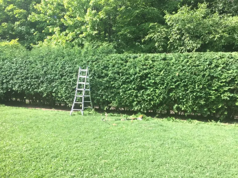 Hedge King recent work 2