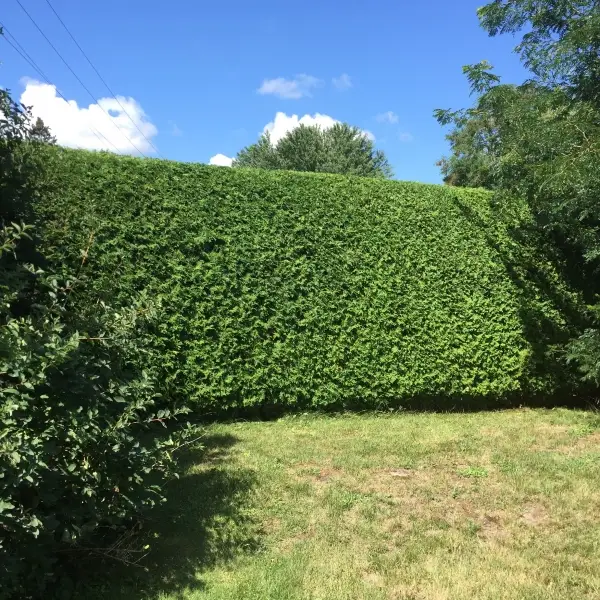 Hedge King recent work 3