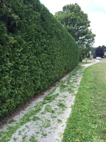 Hedge King recent work 4