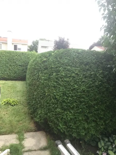 Hedge King recent work 5